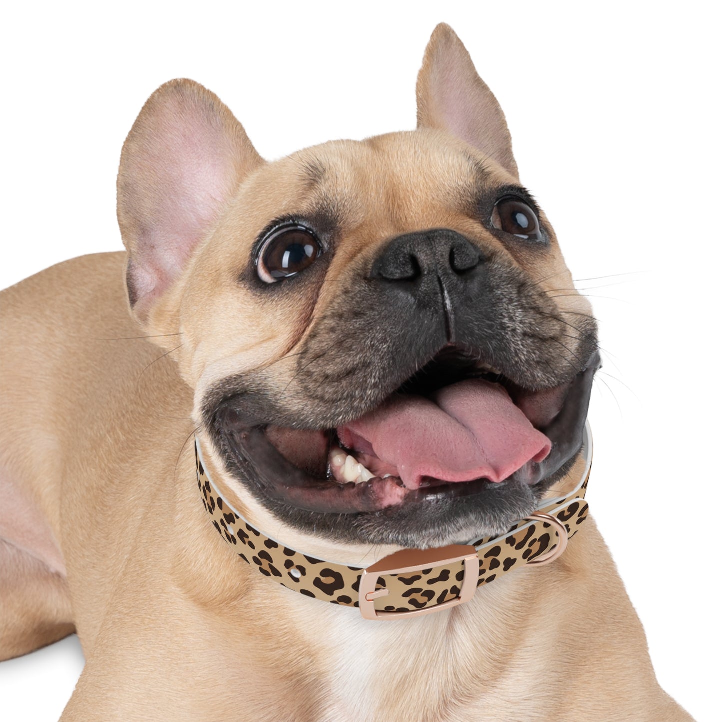 Leopard Print Dog Collar π