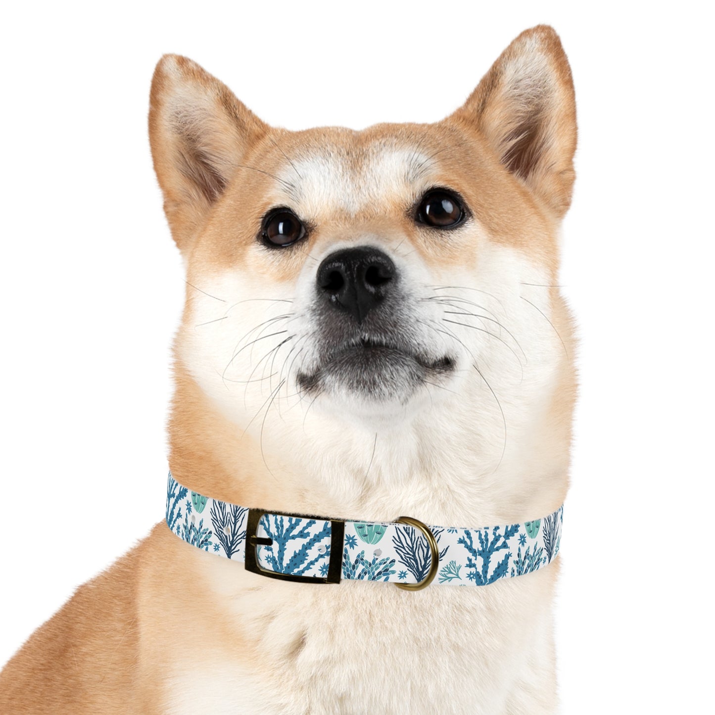 Coral Reef Eco-Friendly Dog Collar 🪸