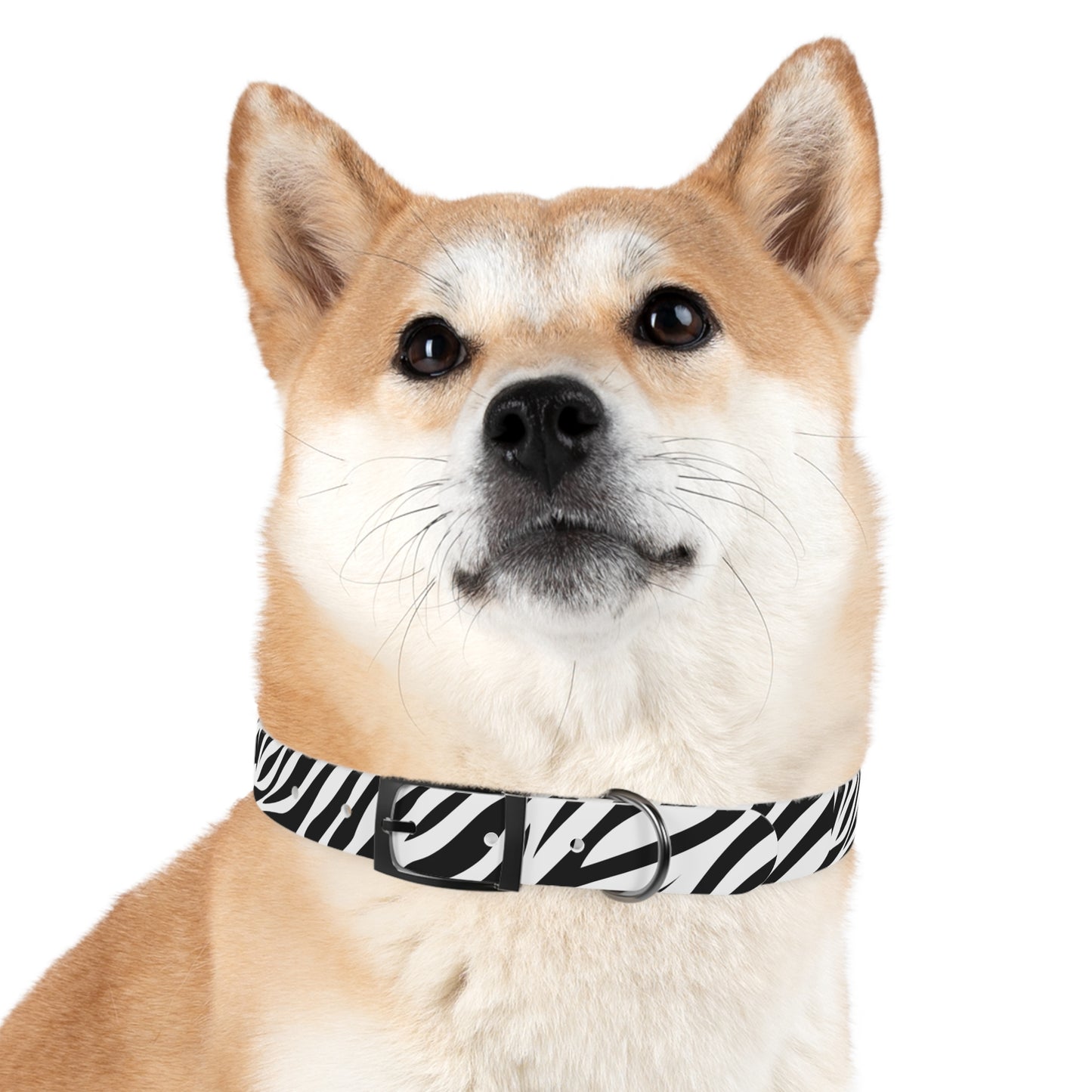 Zebra Dog Collar 🦓