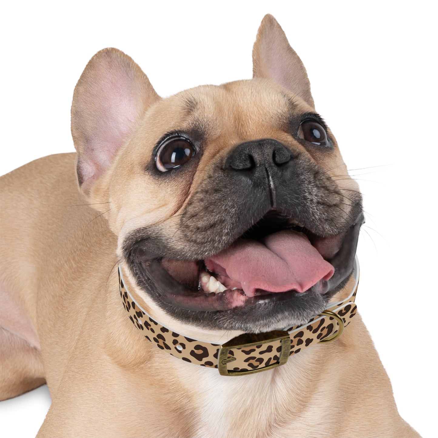 Leopard Print Dog Collar π