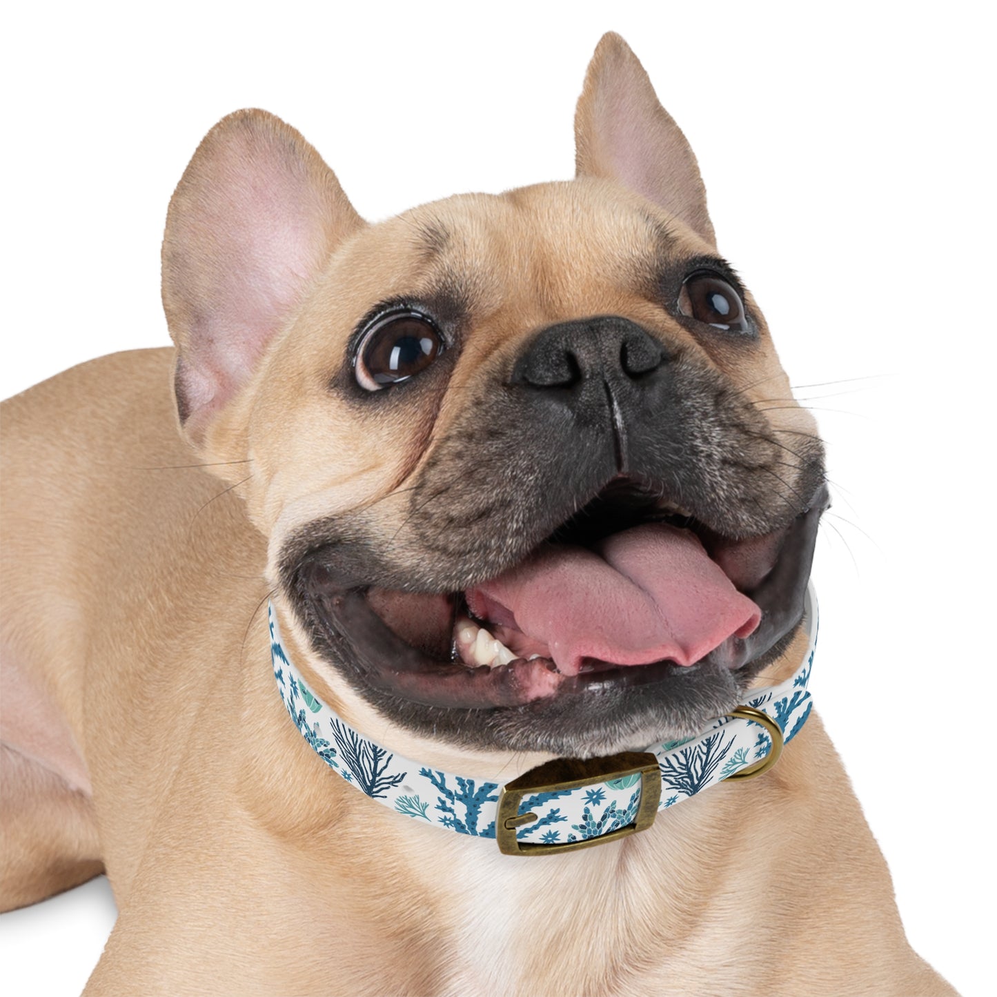 Coral Reef Eco-Friendly Dog Collar 🪸