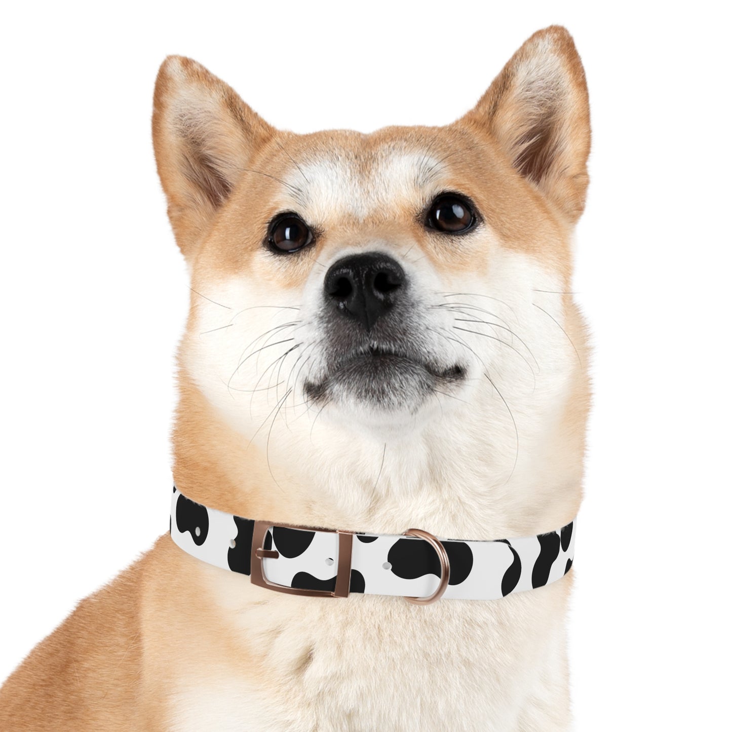 Cow Print Dog Collar ๐