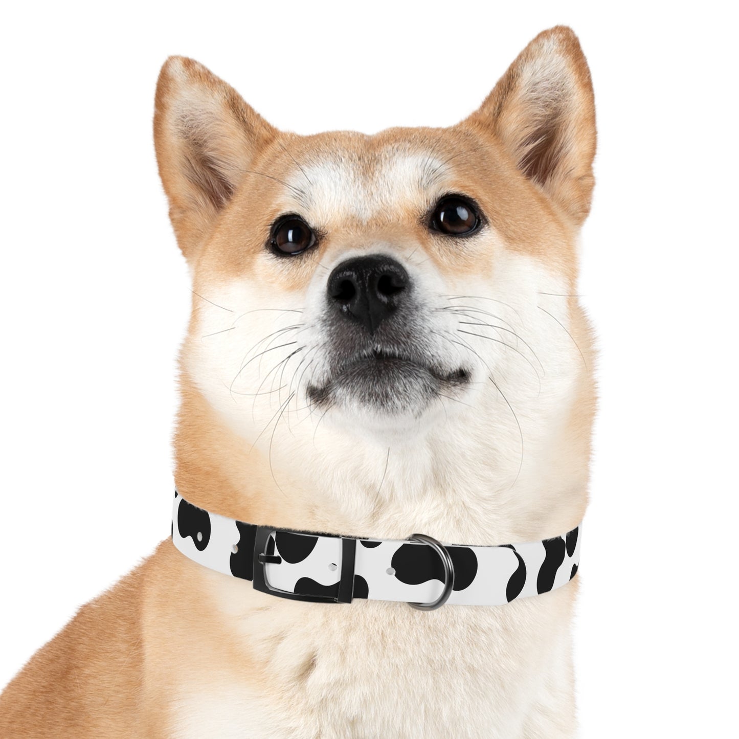 Cow Print Dog Collar ๐