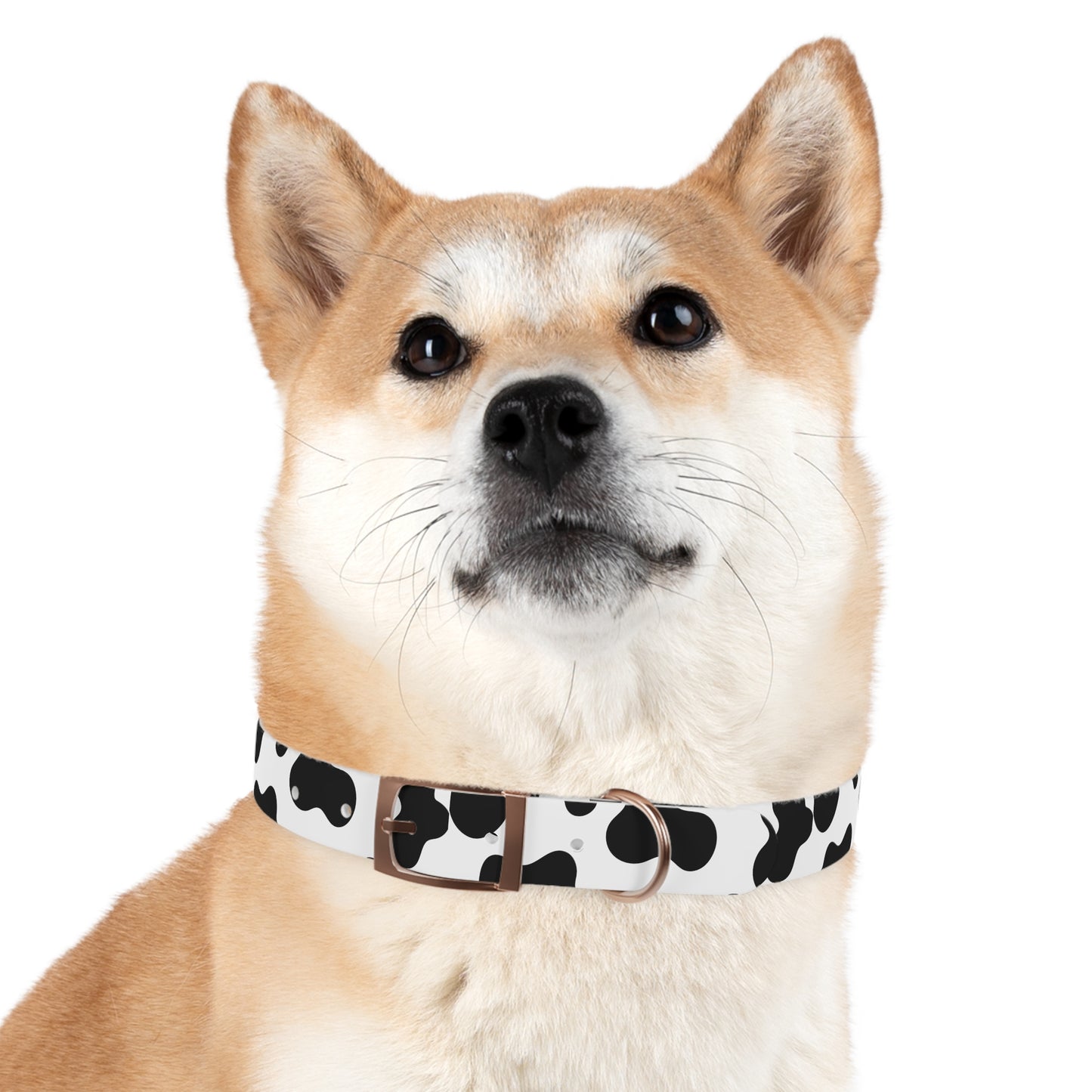 Cow Print Dog Collar ๐