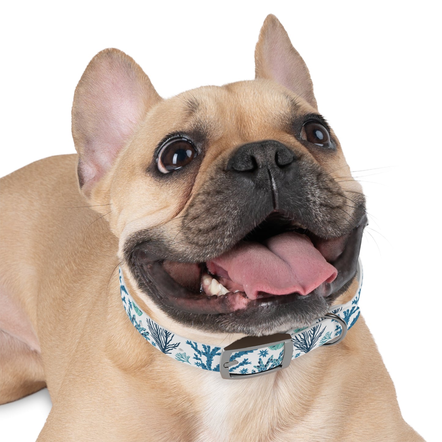 Coral Reef Eco-Friendly Dog Collar 🪸