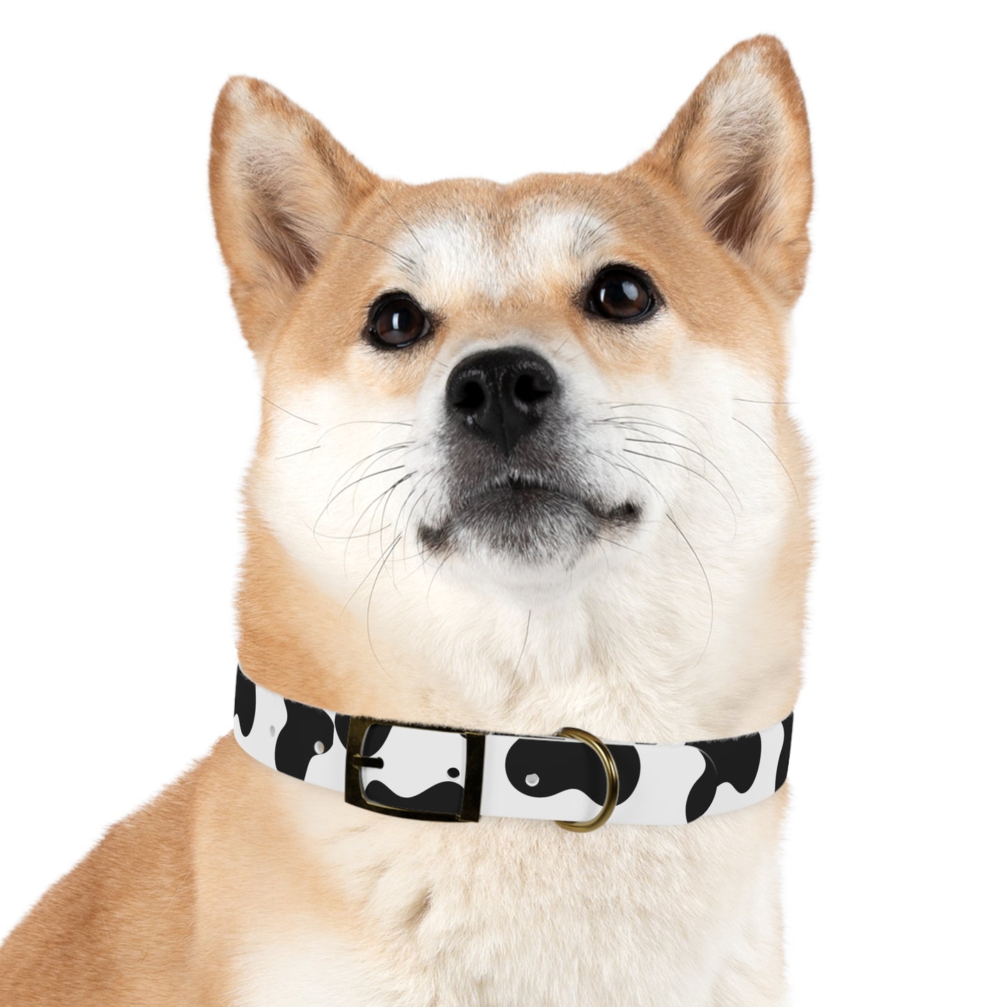 Cow Print Dog Collar ๐
