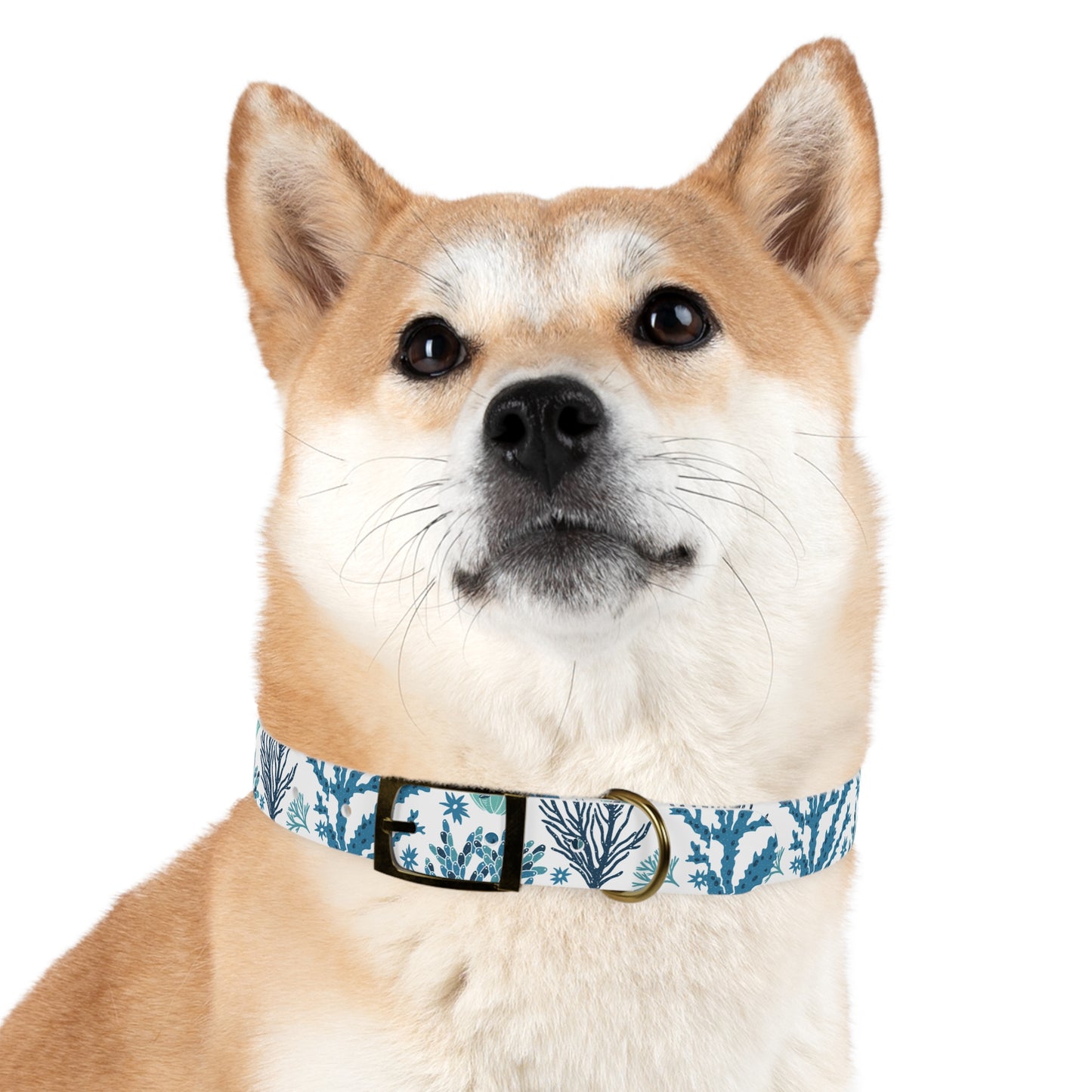 Coral Reef Eco-Friendly Dog Collar 🪸