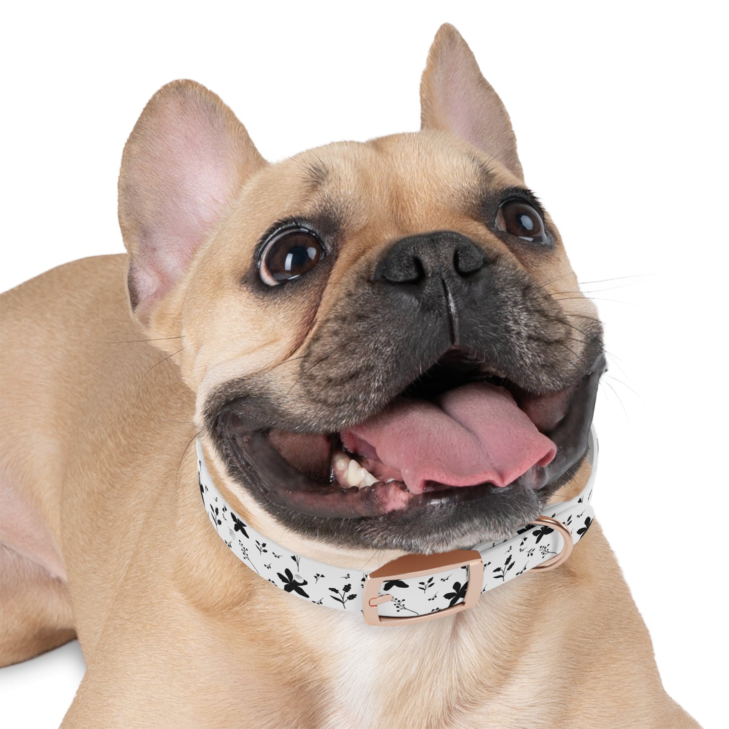 Midnight Bloom Dog Collar 🖤