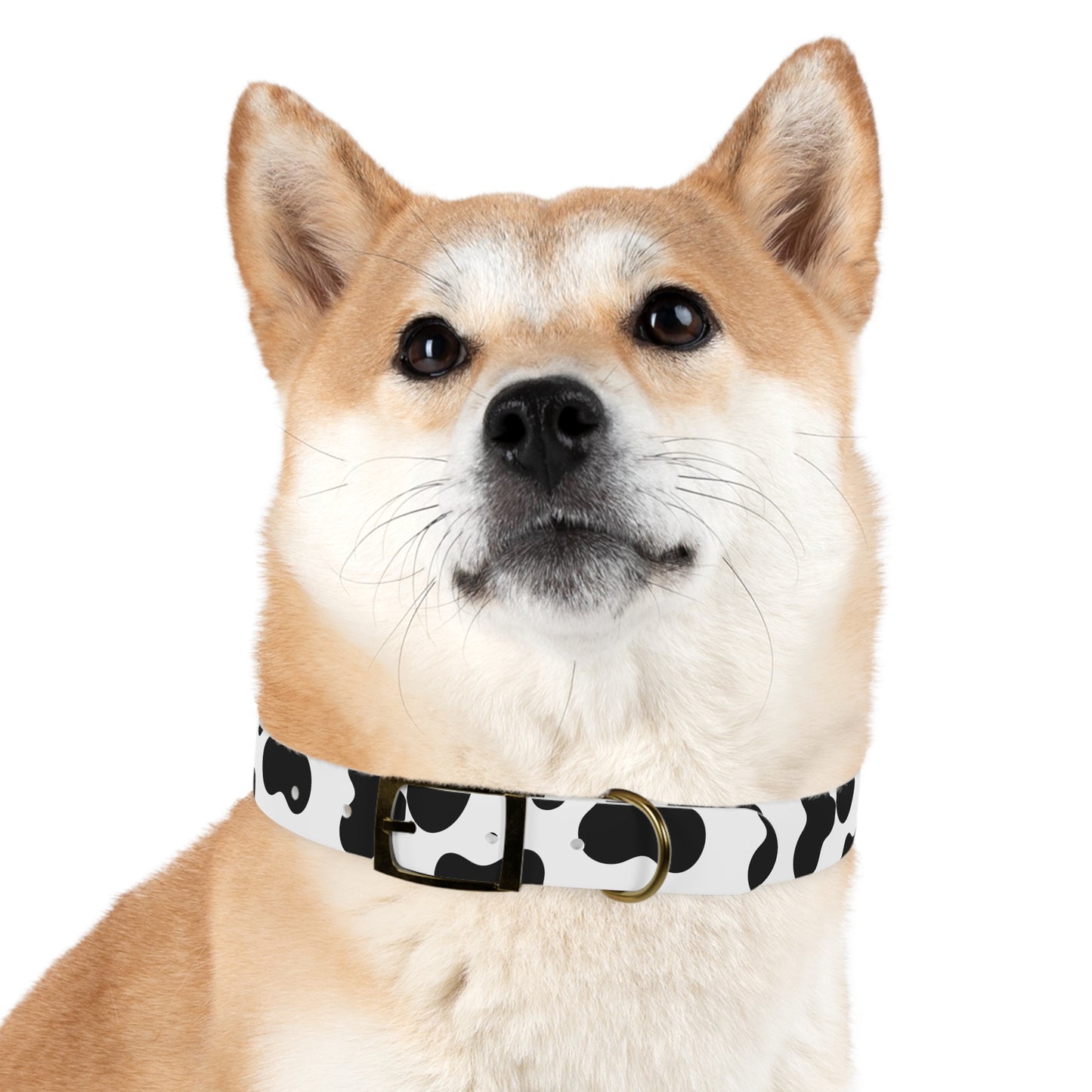 Cow Print Dog Collar ๐