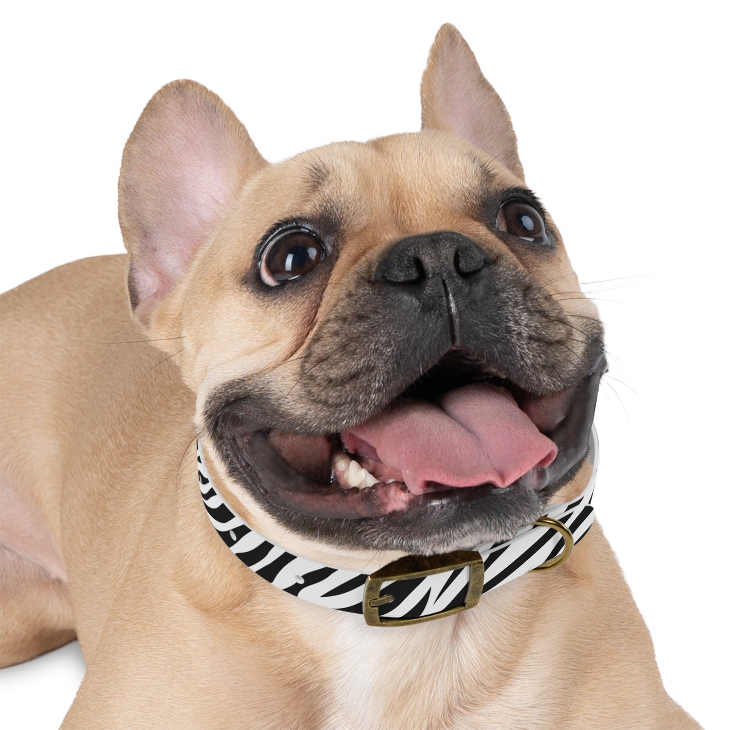 Zebra Dog Collar 🦓