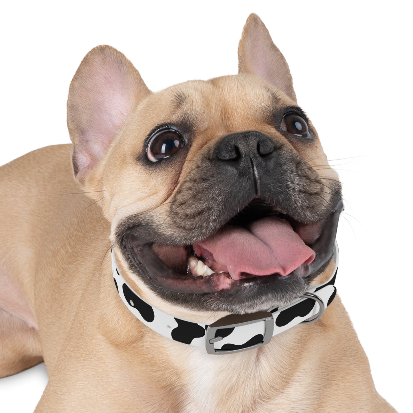 Cow Print Dog Collar ๐