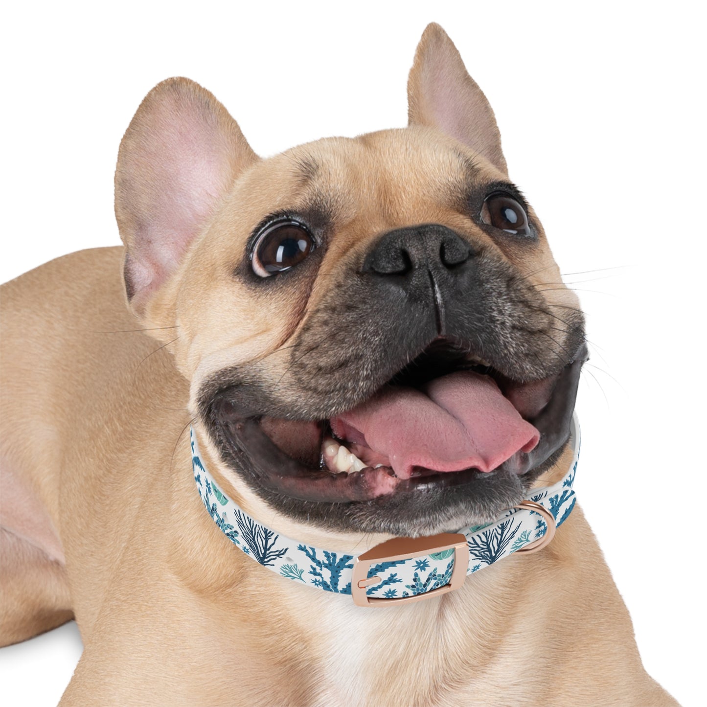 Coral Reef Eco-Friendly Dog Collar 🪸