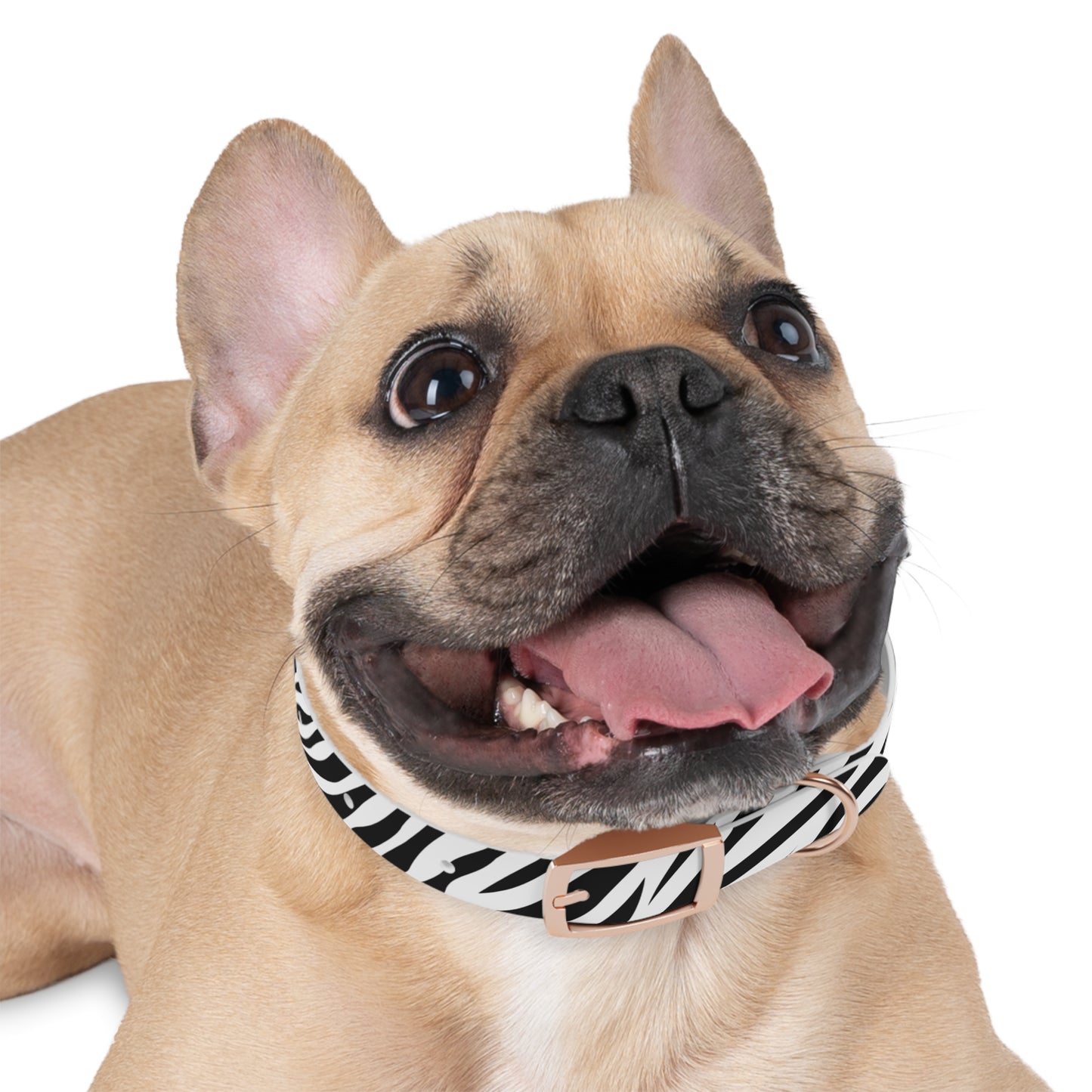 Zebra Dog Collar 🦓