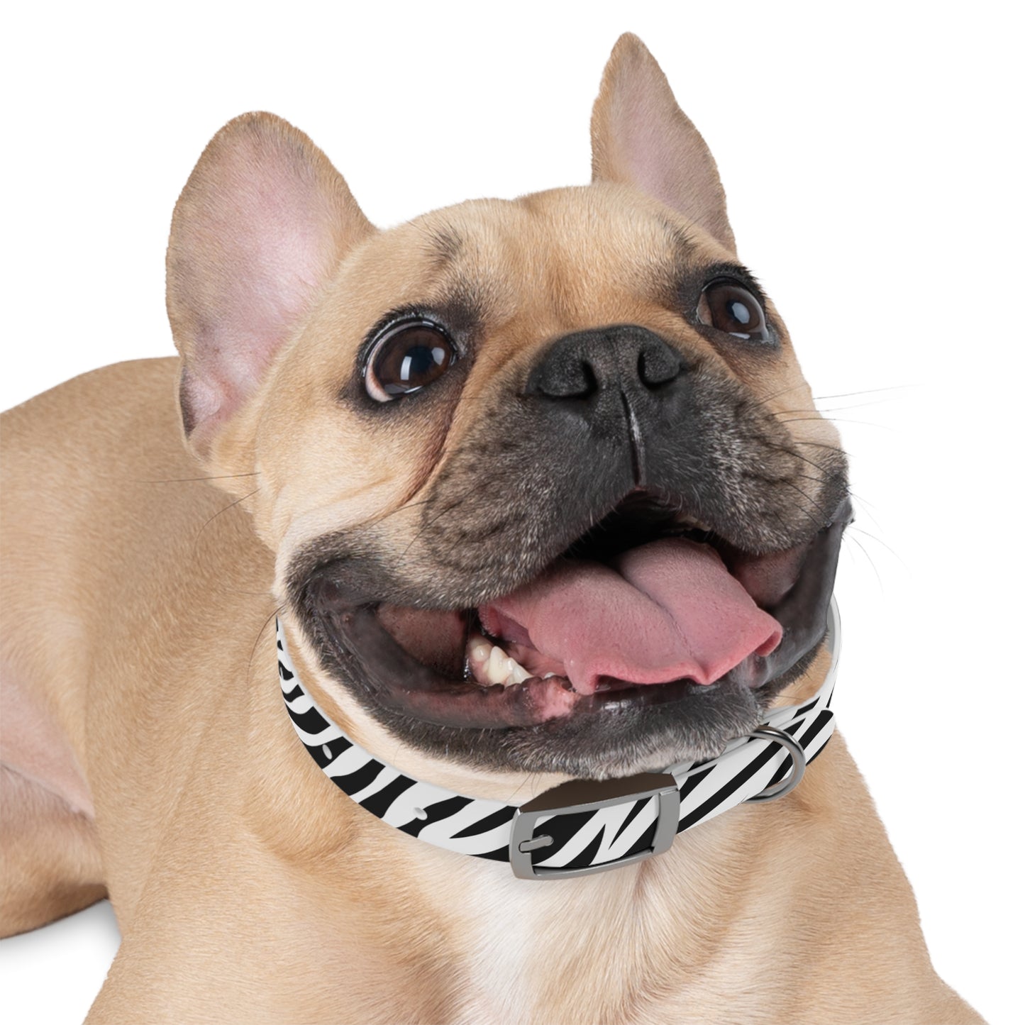 Zebra Dog Collar 🦓