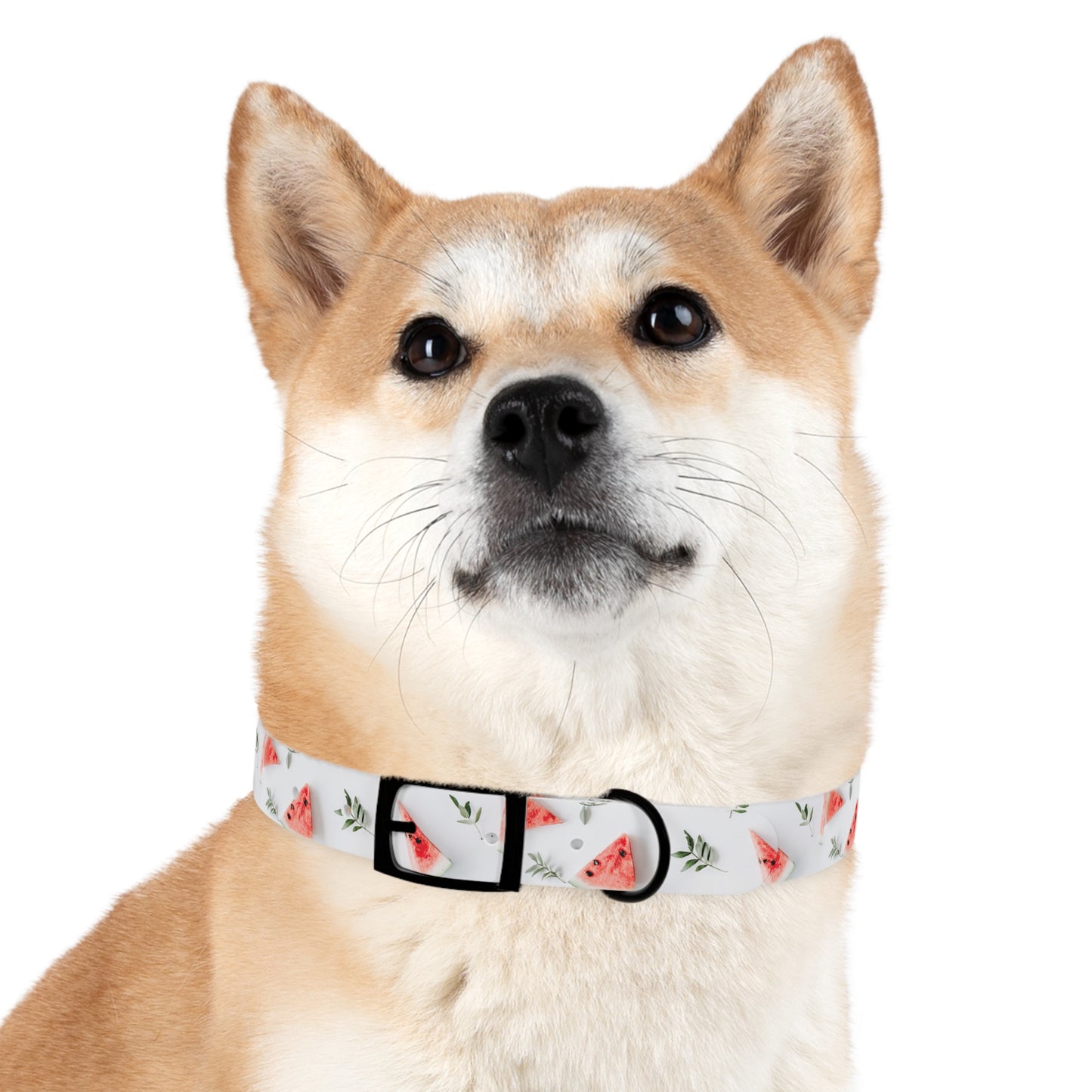 Watermelon Dog Collar π