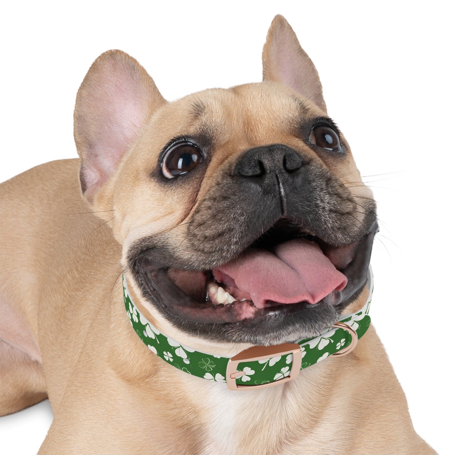 Lucky Pup Shamrock Dog Collar 🍀