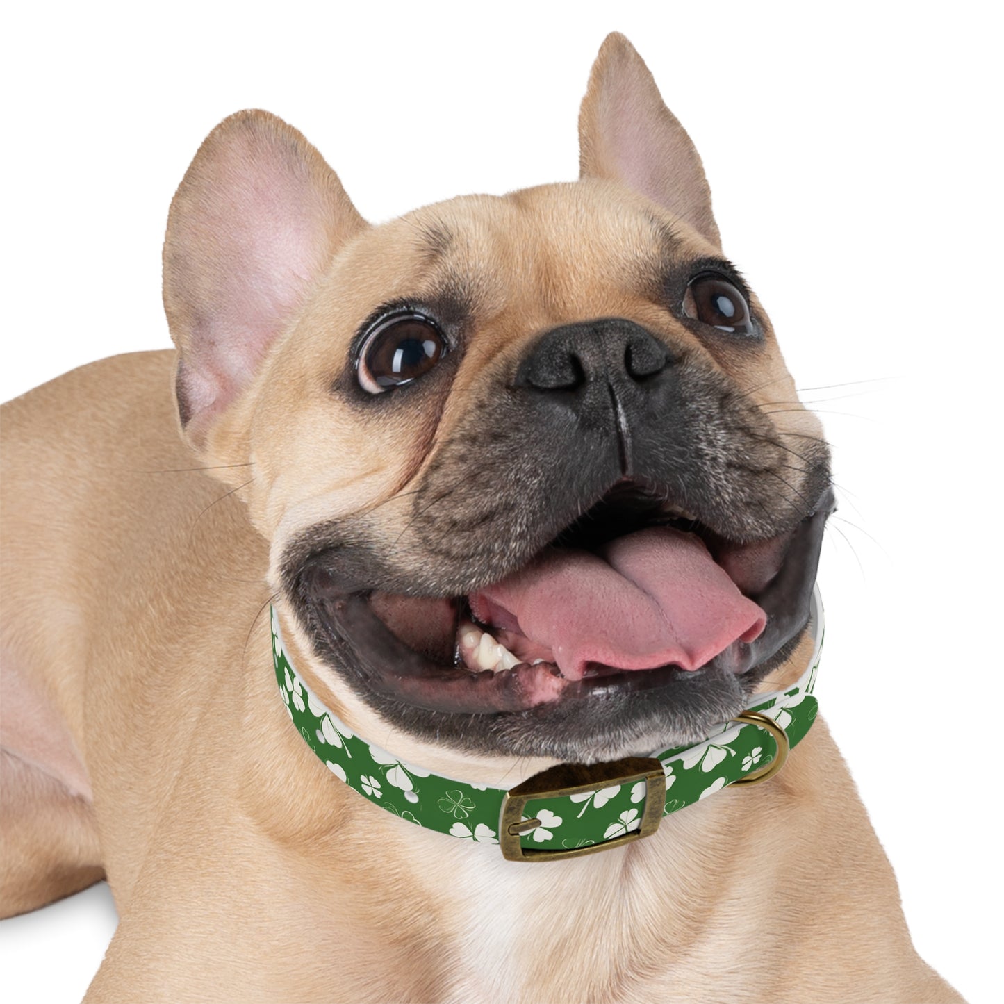 Lucky Pup Shamrock Dog Collar 🍀