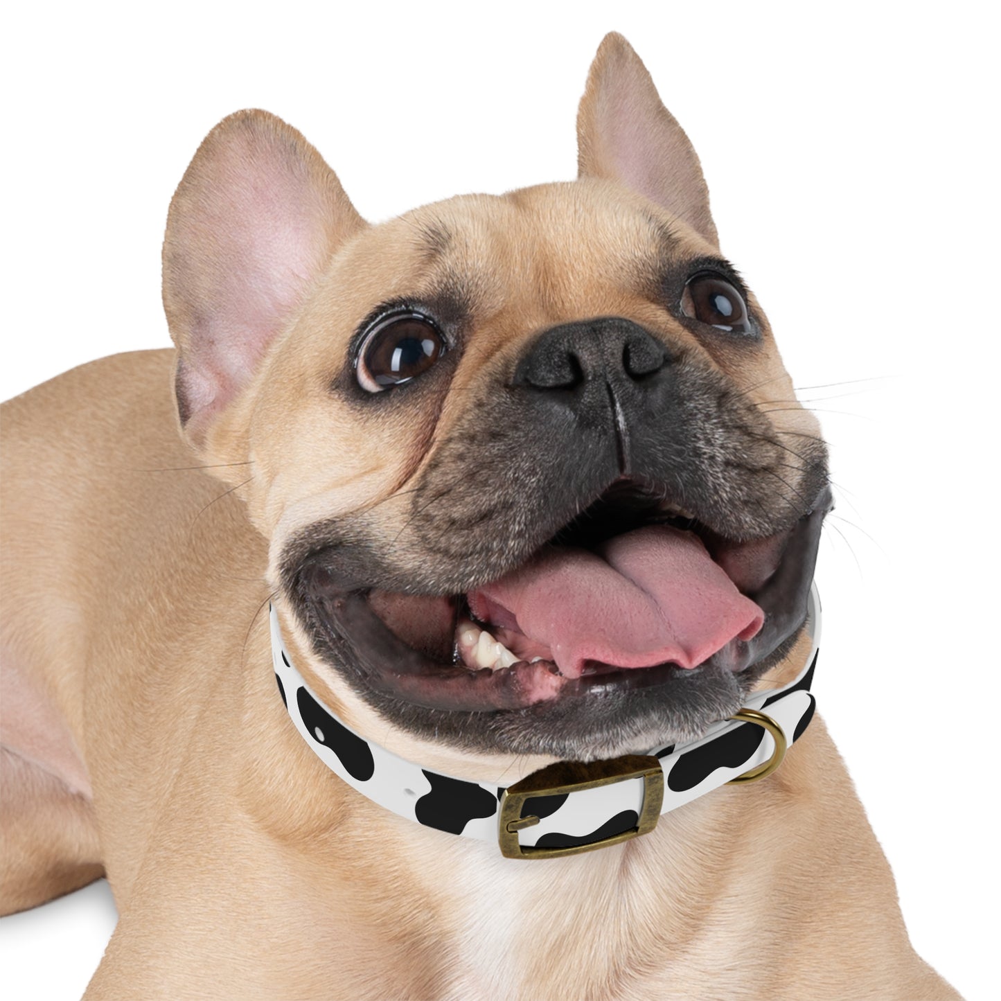 Cow Print Dog Collar 🐄
