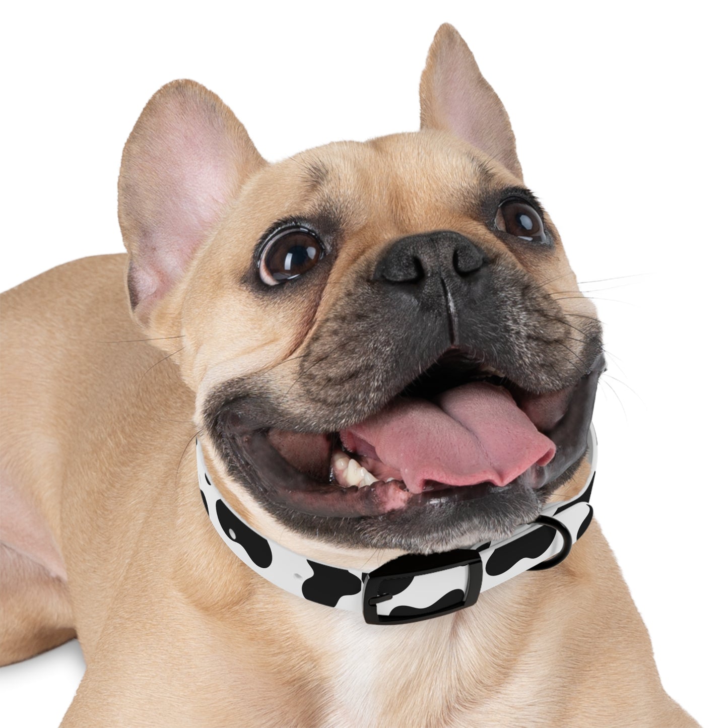 Cow Print Dog Collar 🐄