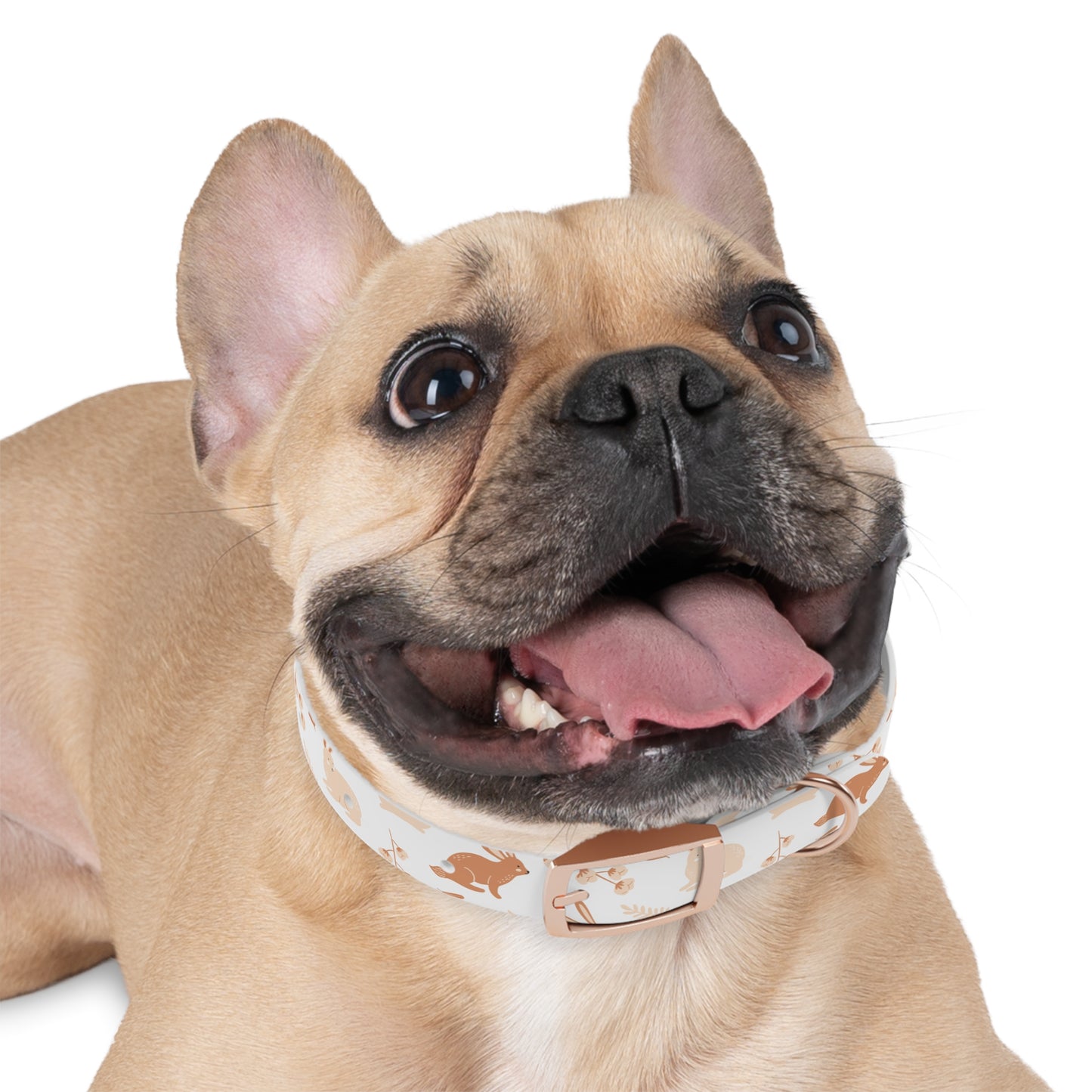 Rabbit Dog Collar 🐰